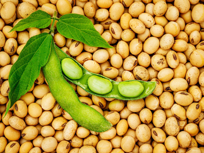 Organic NON - GMO Soybeans